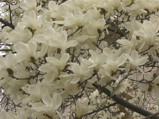 [magnolia+s+korea.jpg]