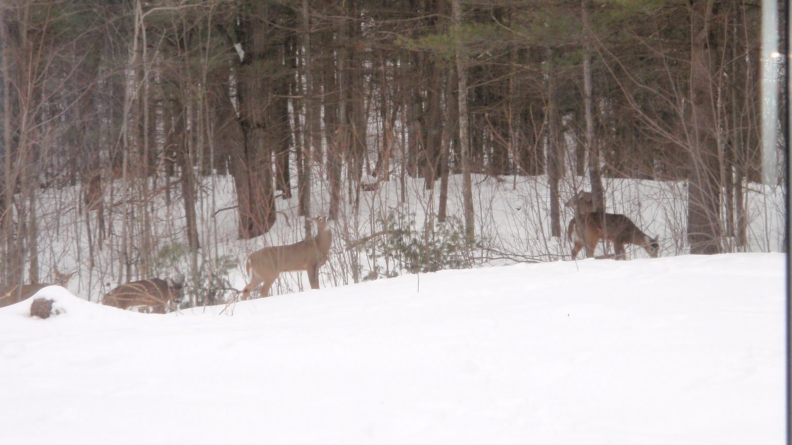 [Deer+in+the+back+yard.jpg]