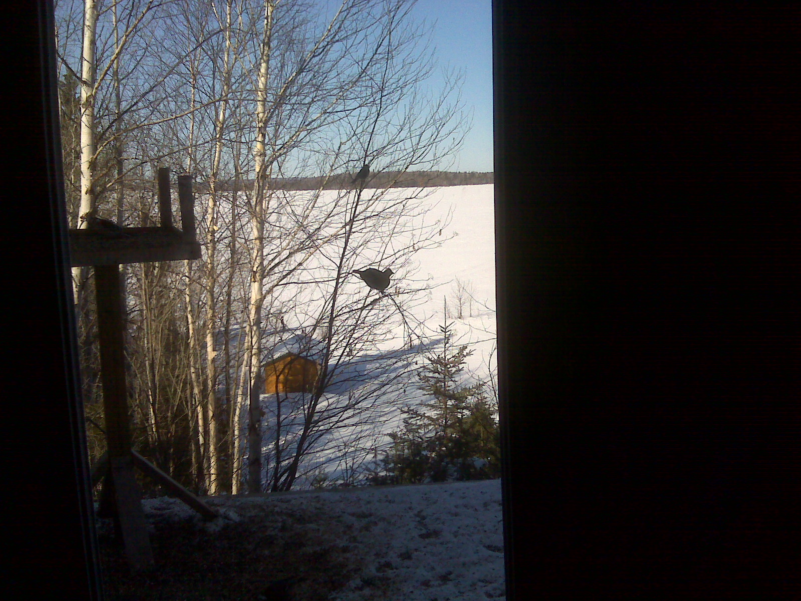 [Ear+Falls+Partridge.jpg]