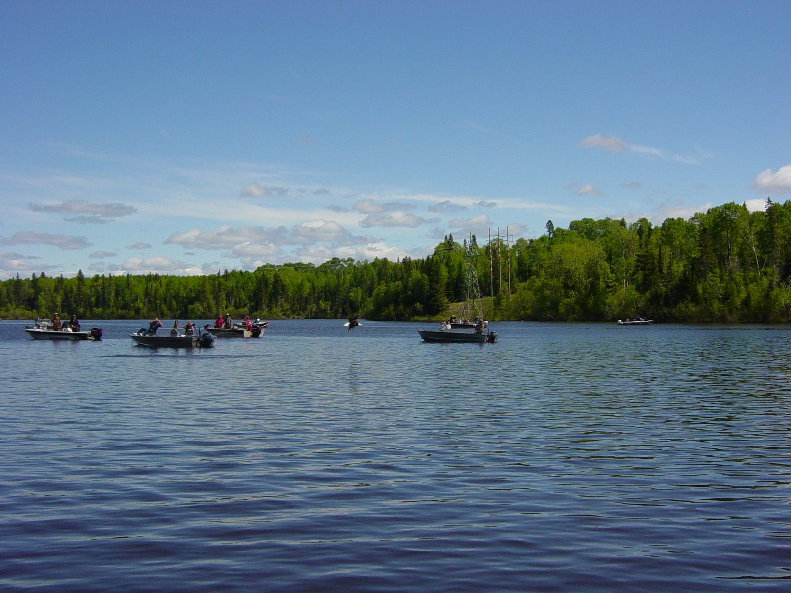 [Eagle+looking+for+Pakwash+Fish.JPG]