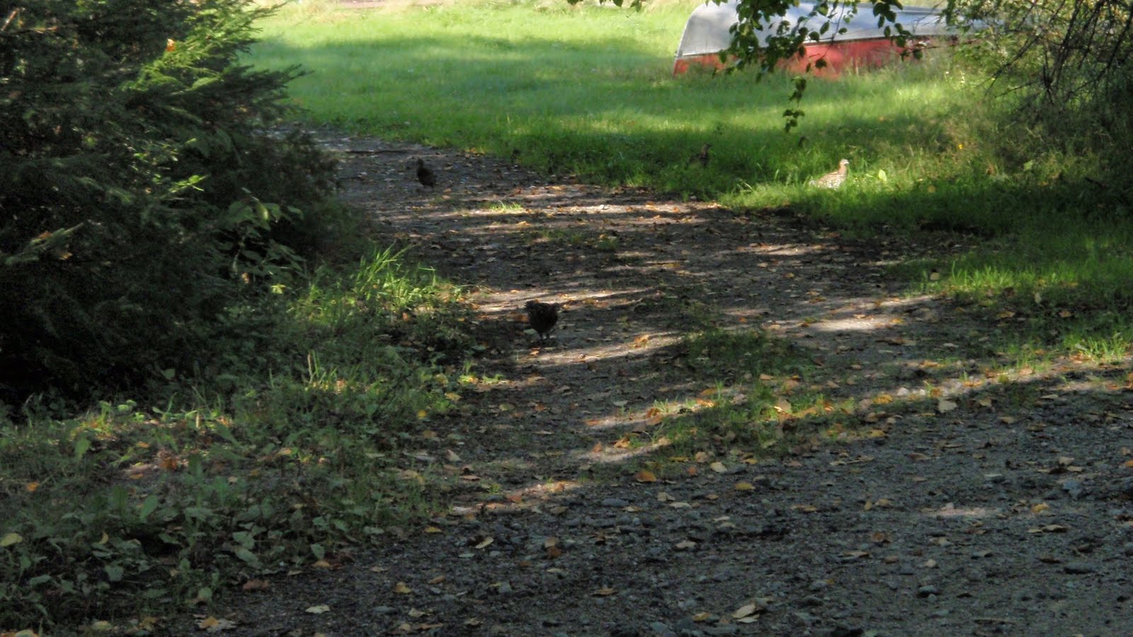 [Northern+Ontario+Chicken+Dinner.jpg]