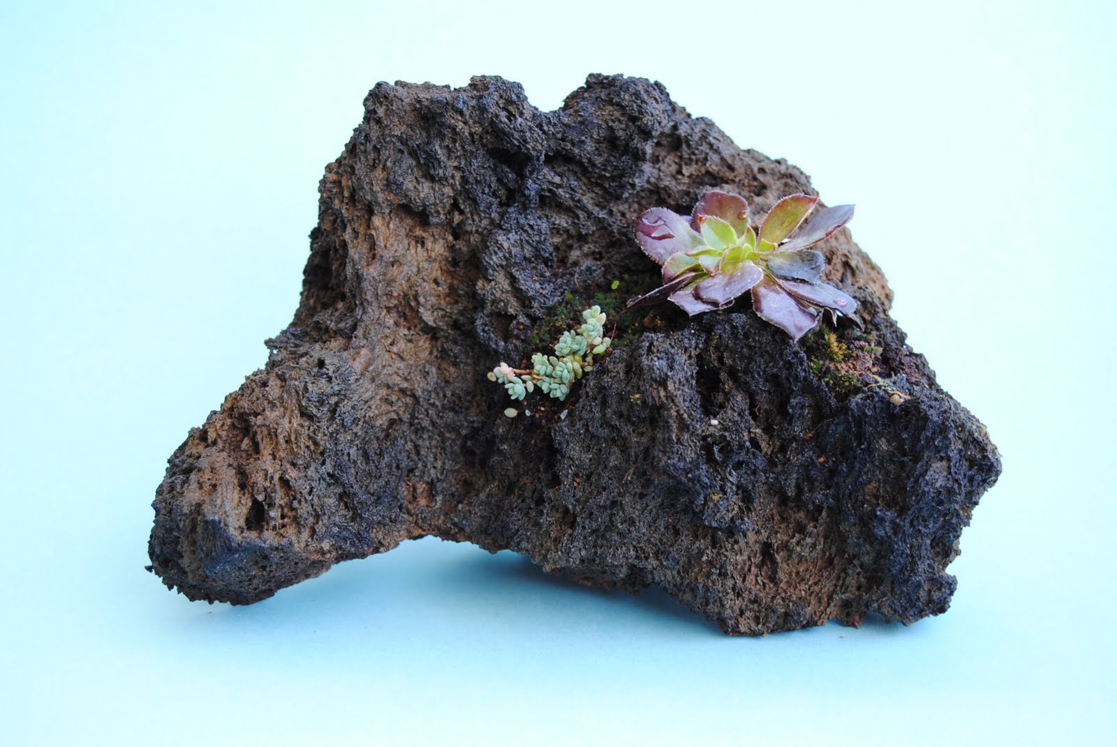 Alisios bonsái: Plantas de acento sobre piedra volcánica. (II)