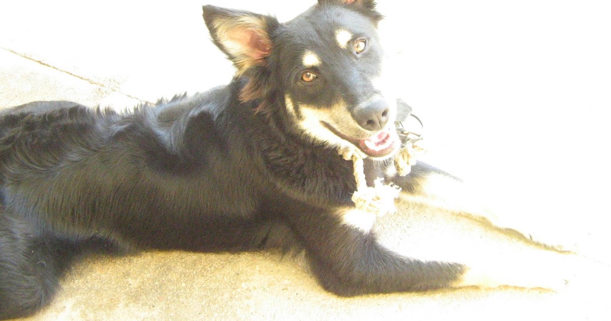 Magdelyn al día * :): Mi perro me mordió...