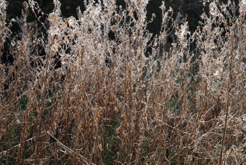 [Pinkhill+weeds.jpg]