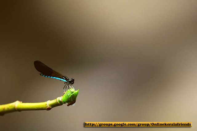 Beautiful pictures