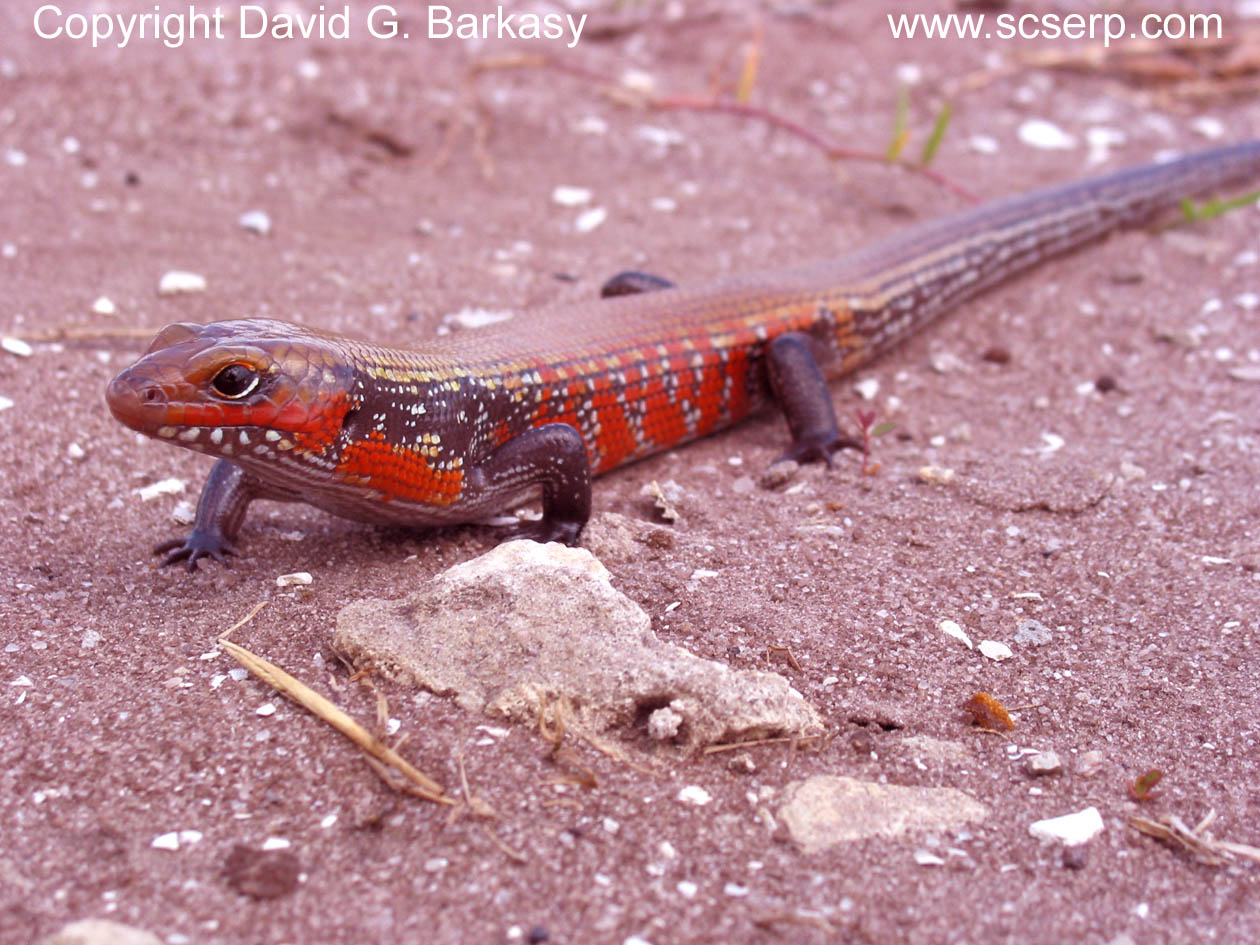 iguana asli indonesia