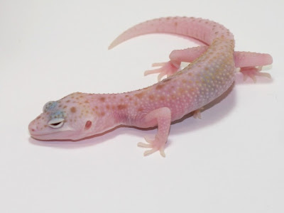 Albino Raptor