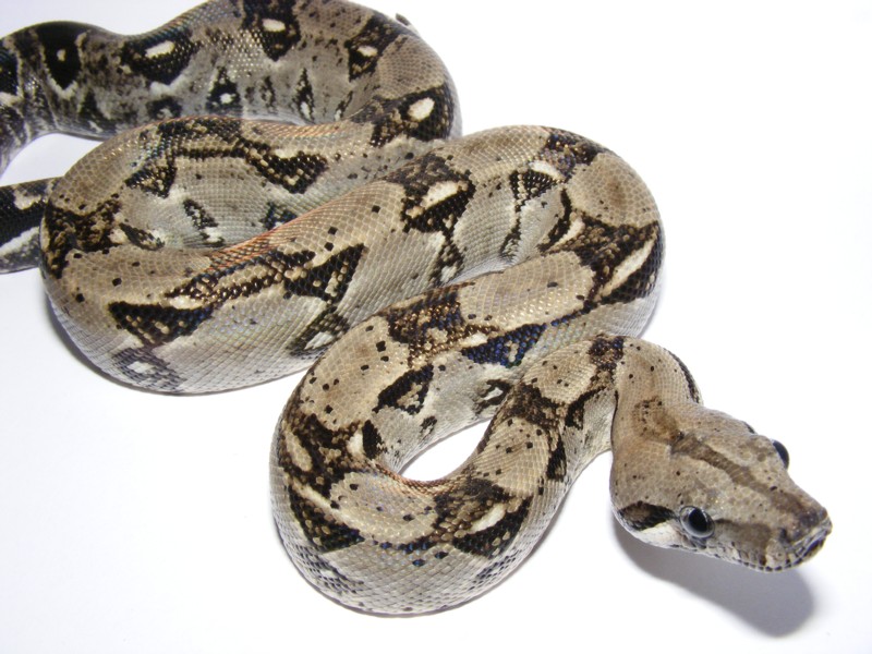 Anery Snake
