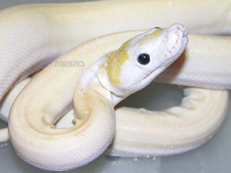 ivory python