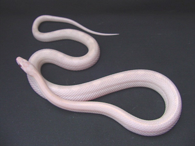 Hypo Snake