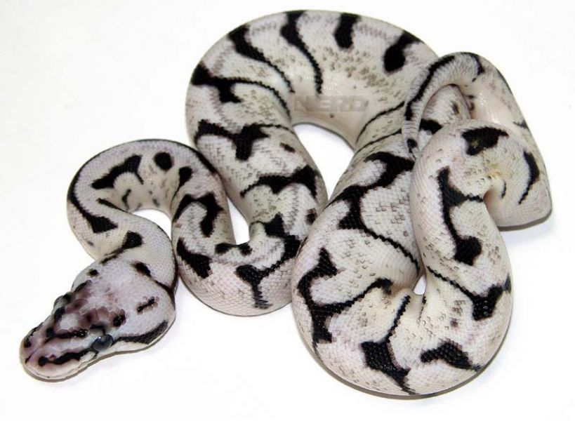 Snake Bumblebee