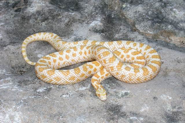 elaphe emoryi