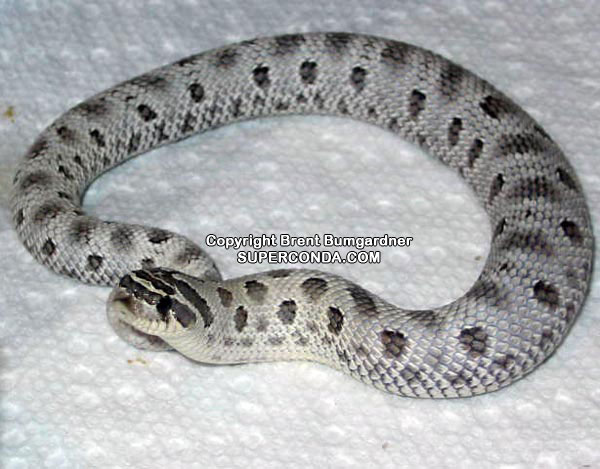 Anery Snake