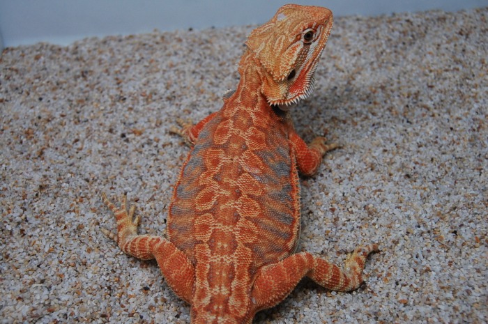 leatherback bearded dragon