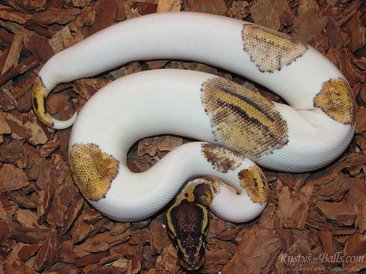 Piebald Corn Snake