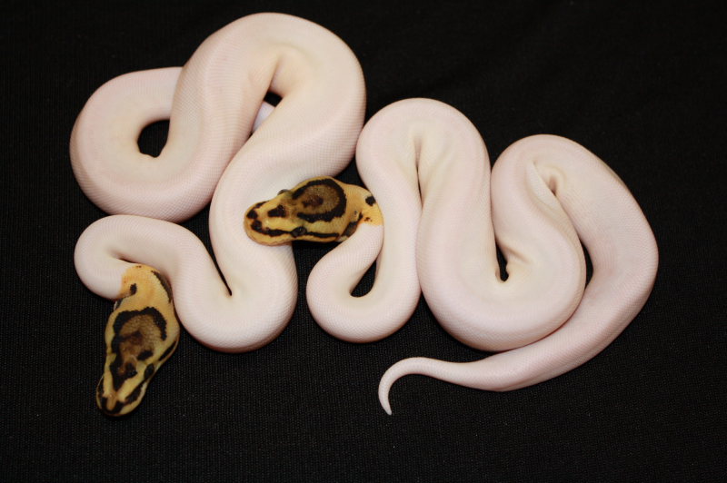 http://3.bp.blogspot.com/_4VXrkZe4WmU/TRj4Wca67MI/AAAAAAAALWw/SK75ZSVbyLk/s1600/spider+piebald+ball+pythons.JPG