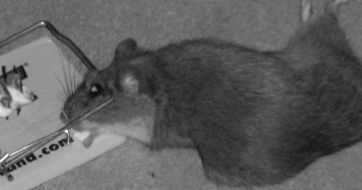 What's Koching in Kansas Pack Ratliterally