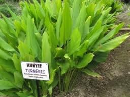 Anim Agro Technology: Tanaman KUNYIT