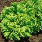 Kenali Khasiat Dan Jenis Lettuce Anda Diari Sihat Ummi