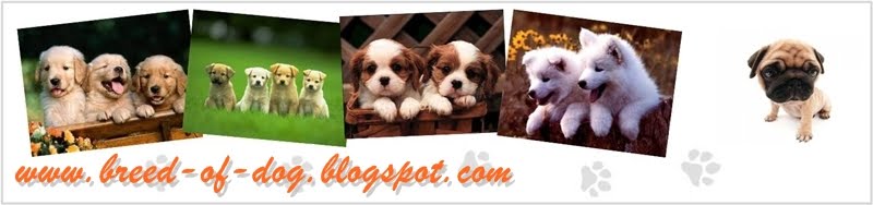 breeds of dogs, breed of dog, breeds of dog, list of dog breeds, pictures of dog breeds, b