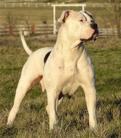 Dogs Info: American Bulldog Dogs Info: American Bulldog