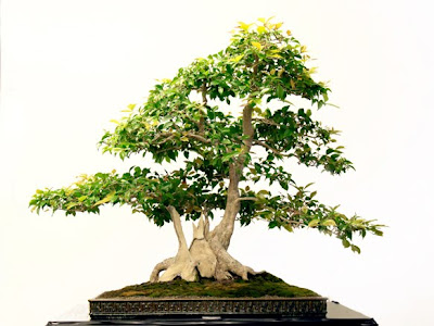 eugenia bonsai
