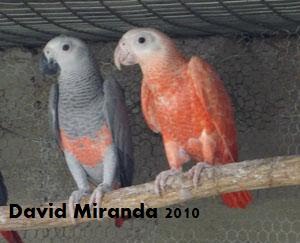 [mutados+vermelhos+2010+009.jpg]