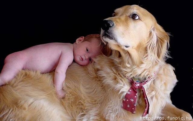 [bebê_cão+V.jpg]