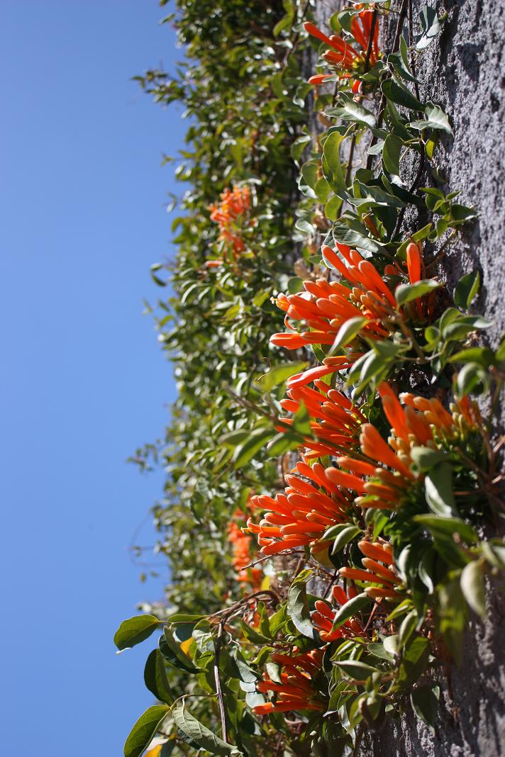 [Flores-Madeira+(25).JPG]