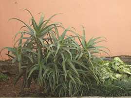 BABOSA-A PLANTA QUE CURA