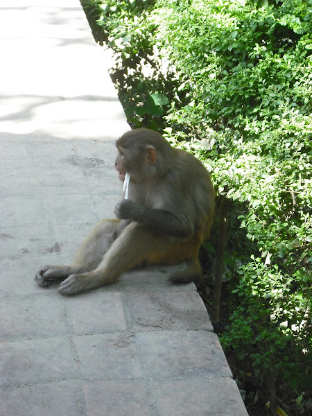 Holy Monkey