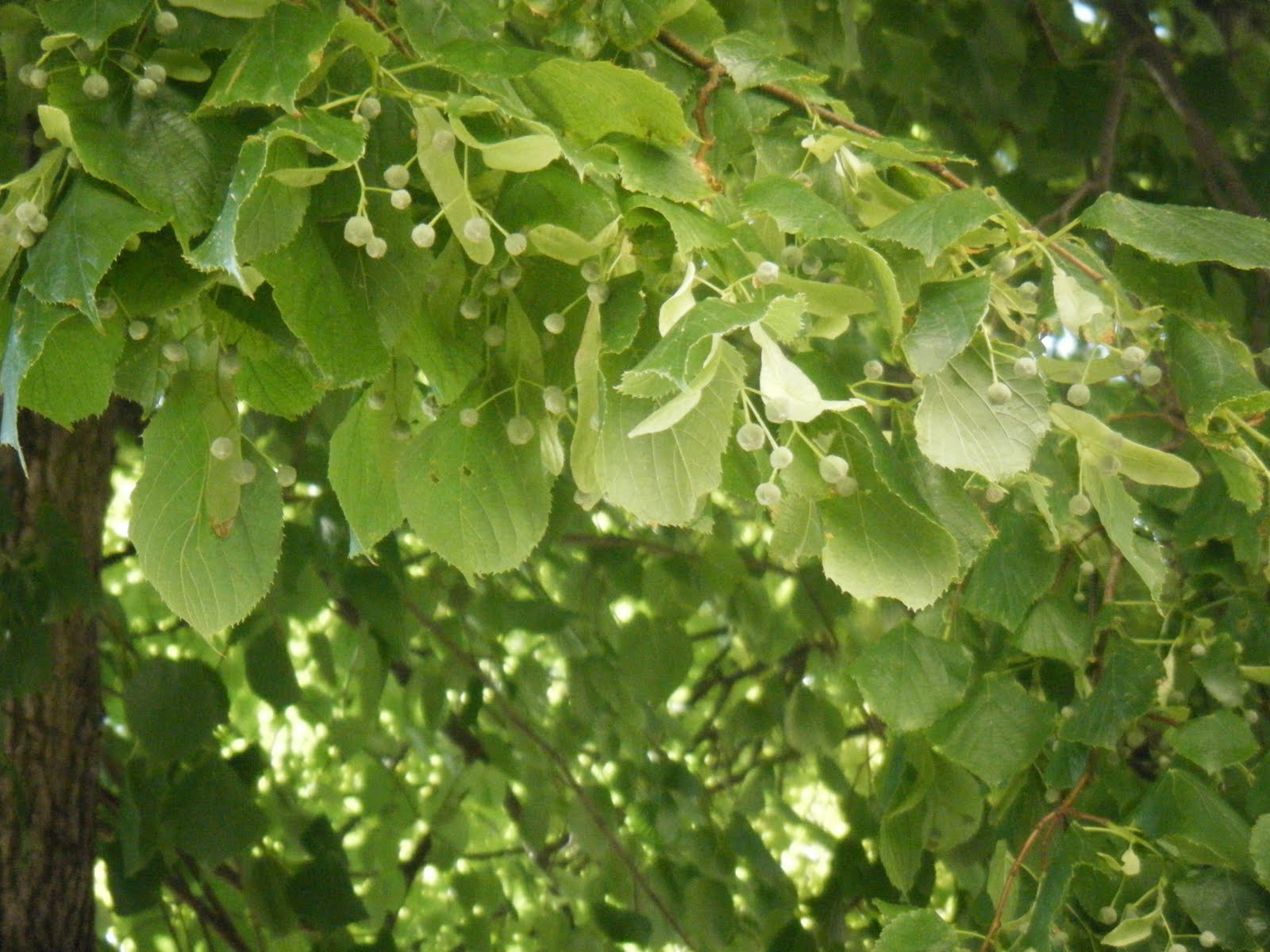 [DSCF0795.JPG]