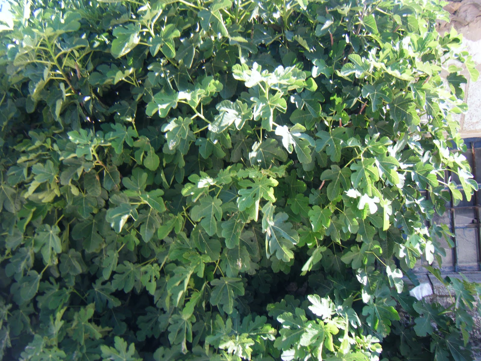 [DSCF0966.JPG]