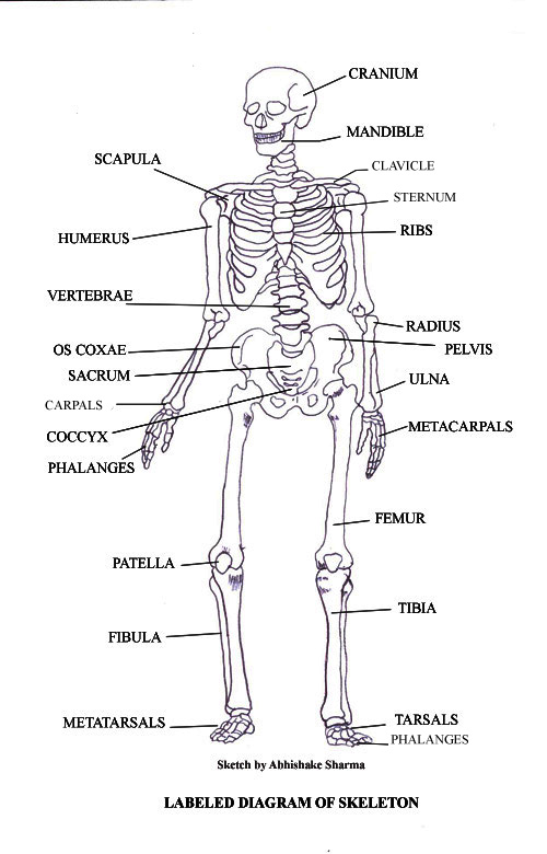 Tiger Skeleton Diagram