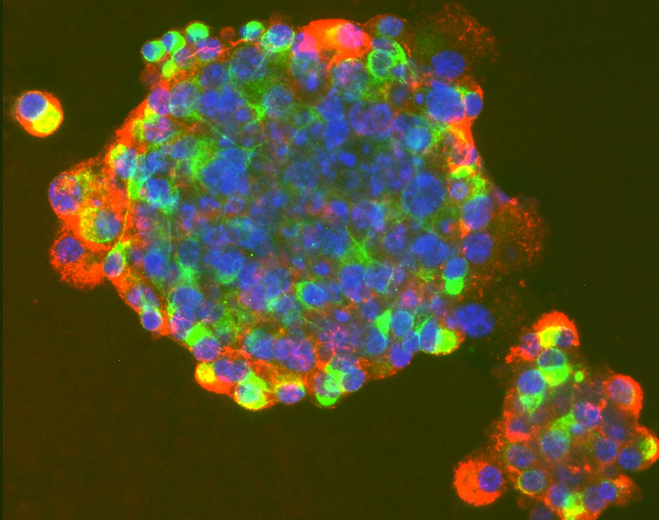 cells of a human