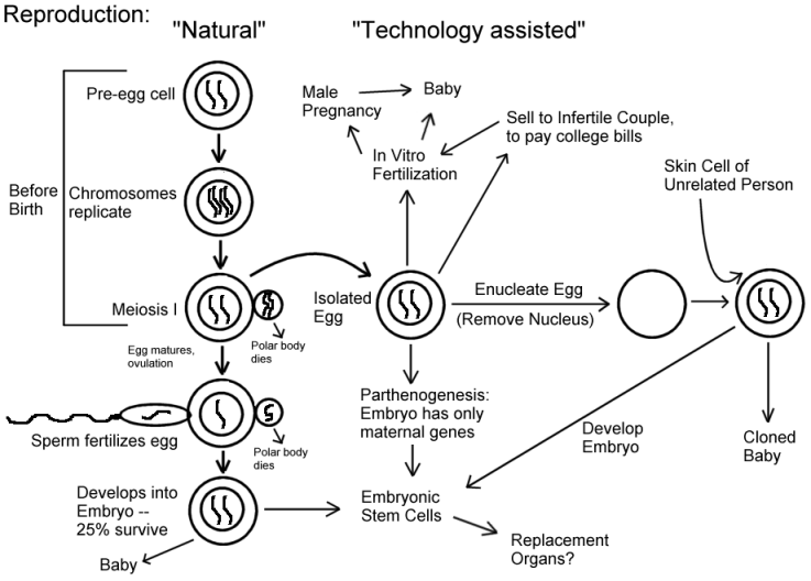 the potential of cloning Cloning: cloning, the thereby reestablishing pluripotency—the potential of an embryonic cell to grow into any one of the numerous different types of mature body. the potential of cloning Cloning: cloning, the thereby reestablishing pluripotency—the potential of an embryonic cell to grow into any one of the numerous different types of mature body.