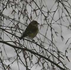 la photo du 14 février 2010 (626)