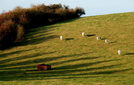 la photo du 21 octobre 2010 (875)