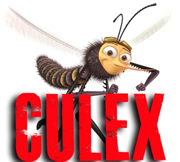 Culex