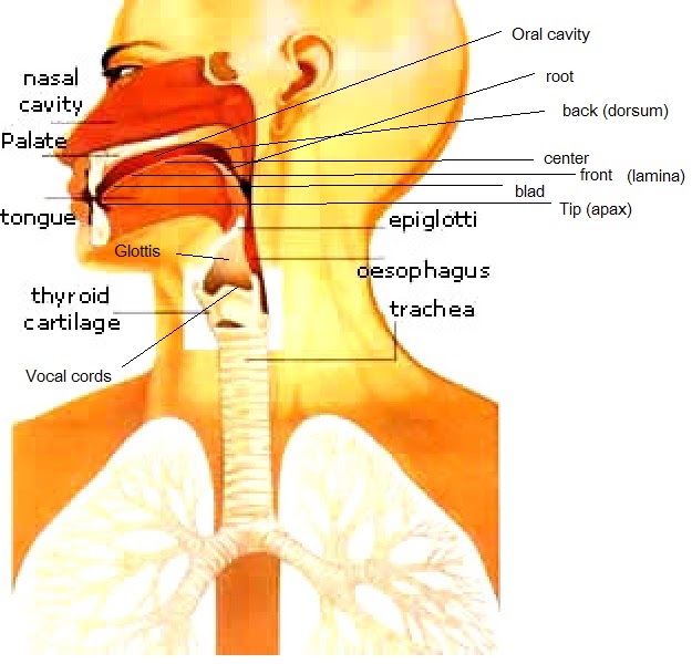organs of speech phonetics
