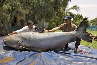 ikan terbesar di dunia