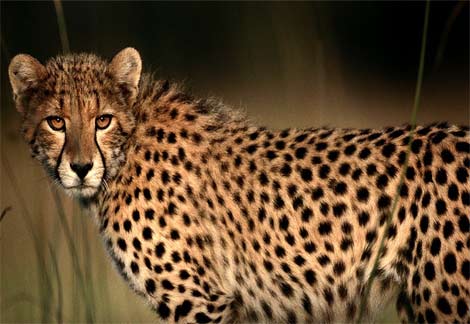 [cheetah-closeup.jpg]