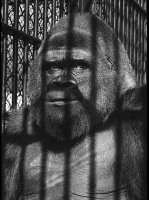 Wolf Suschitzky