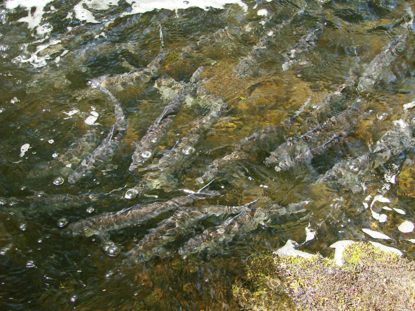 alewives river herring maine