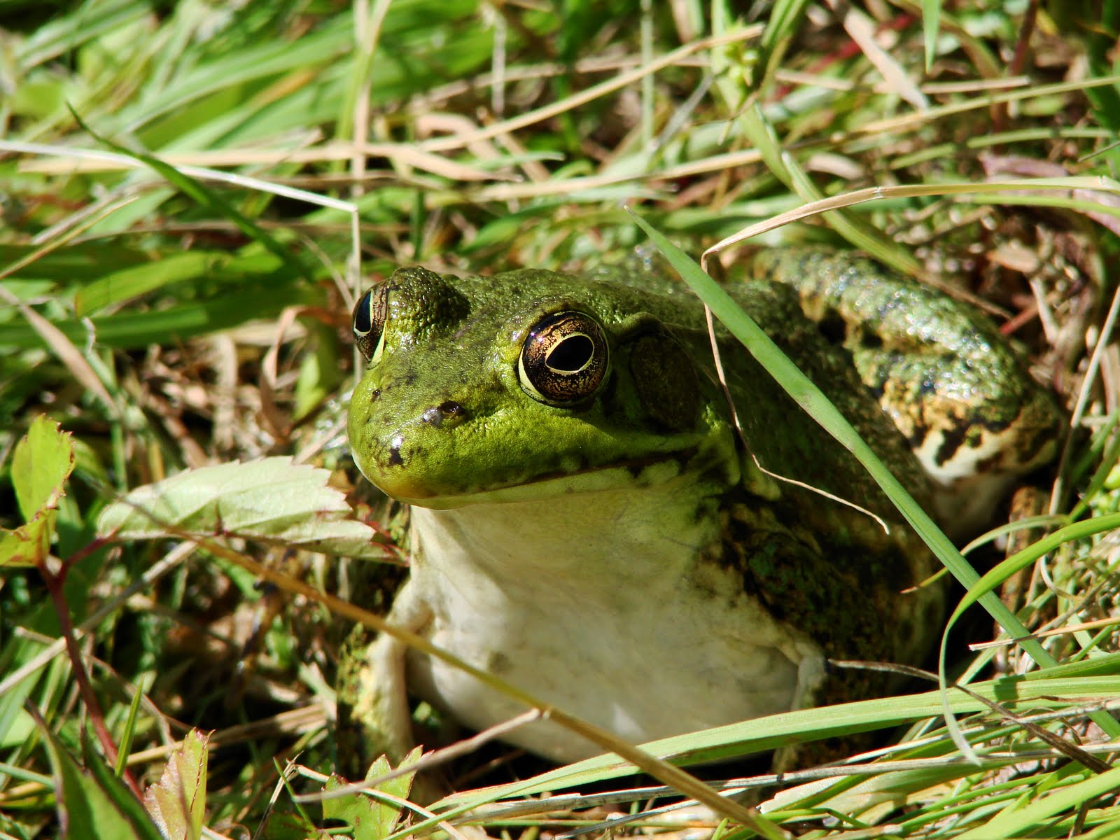 Bremen Conservation Commission: The Importance of Frogs