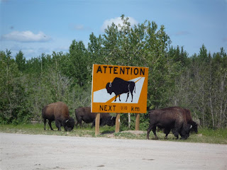 Yellowknife Wildlife