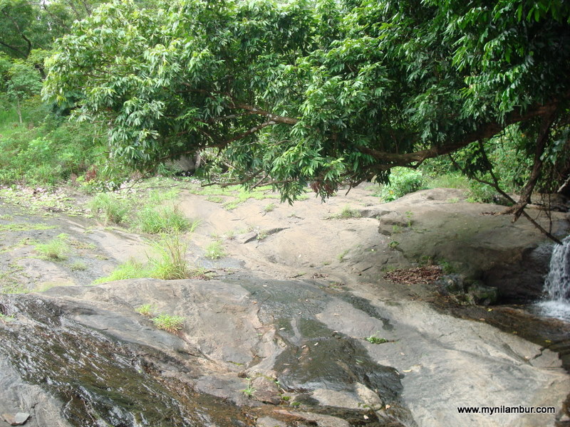 Nilambur Forest