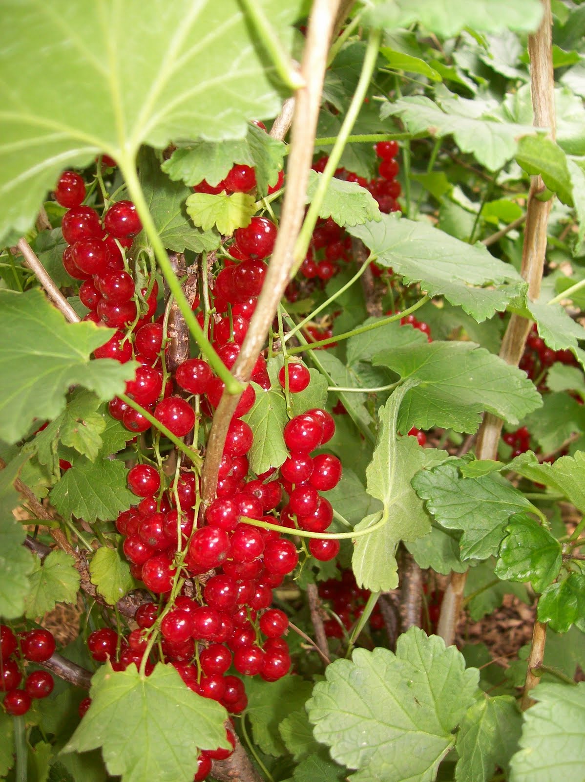 Ruby in the garden The 4th of July and Red Currant Wine