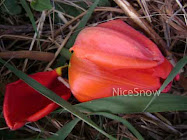 Fallen Tulip