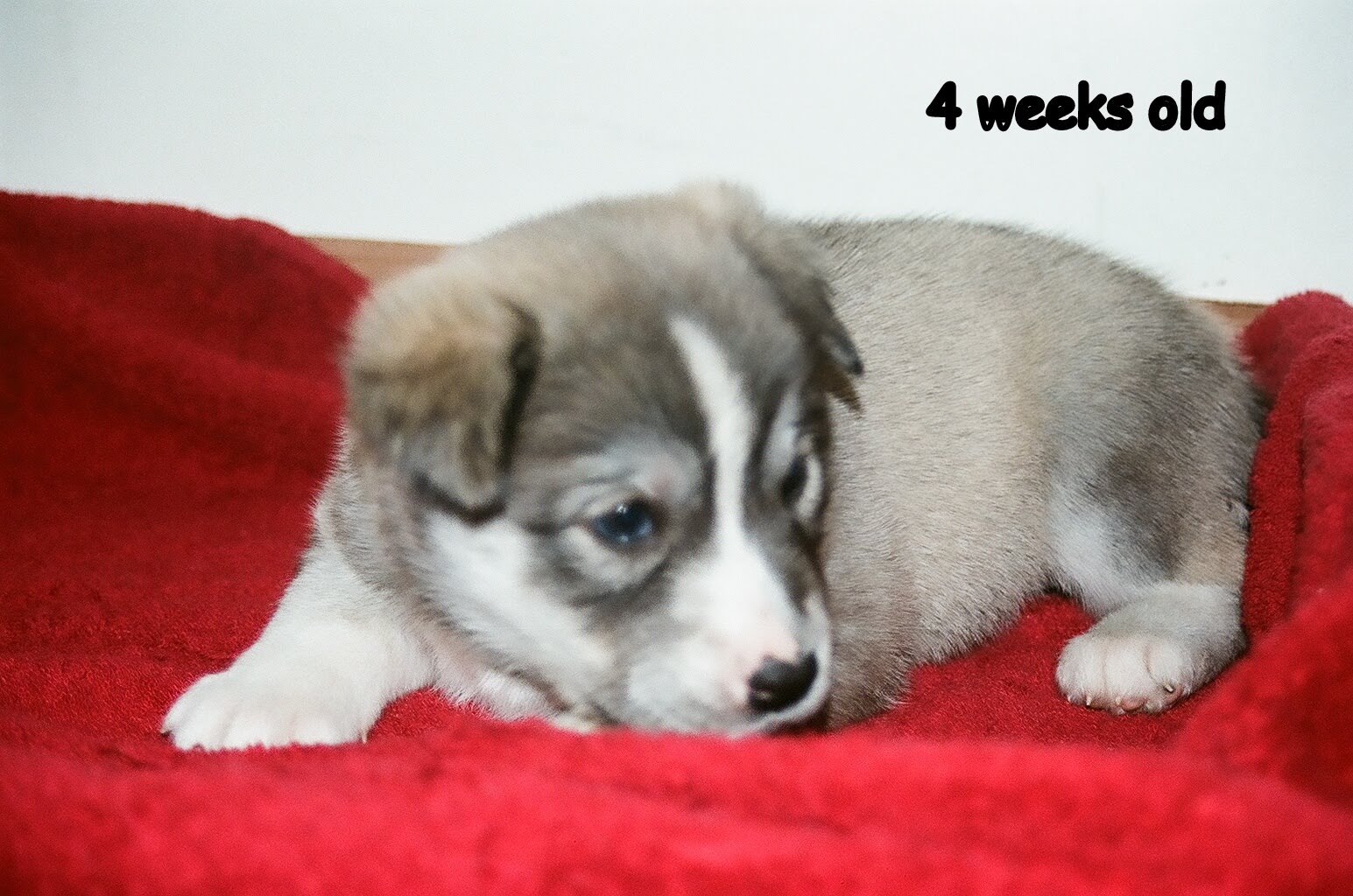 born husky